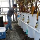 Staff Research Assistant Grant Johnson monitors a slow sand filtration tank coupled with a vegetated filter and planted with canna at the South Coast Research and Extension Center in Irvine, Calif. The work was among projects overseen by landscape horticulturalist Lorence Oki and funded, in part, by the Plant California Alliance over many years.