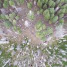 A birds's-eye image of a forest, looking down. showing green pine trees interspersed with many white skeletons of dead trees.