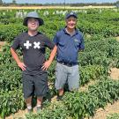 Two men standing in a field of low green bushes