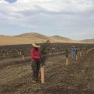 People in a dry field planting twig-like trees, with mountains on the horizon