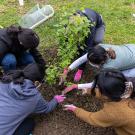 Bird's eye shot, fairly close, of four young people hunched over the ground, surrounding a small tree sapling.