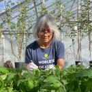 Woman inside a greenhouse, bent over small green plants