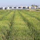 Rice field with buildings at the horizon