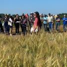 Crowd of people line the edge of a field of golden grain, listening to a woman talking.
