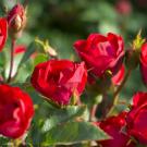 Red roses in a cluster on a bush with green leaves