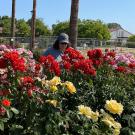 A woman works in an enormous bed of colorful roses - most of them red - with palm trees in the background and a blue sky