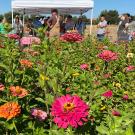 Bright pink flowers in a field, in the foreground. In the background, a white pop-up tent with people