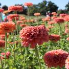 Close-up of flowers with rounded structure, closely packed petals and color is an unusual hue of coral- orange, somewhat pastel.