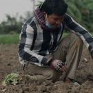 A Cambodian farmer kneels on upturned soil, planting a leafy green