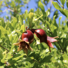 pomegranates