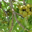 Shea tree fruit are a nutritious and valued food sources in rural communities. The seeds can also be turned into shea butter used in beauty products. Photo Credit: Iago Hale / UNH