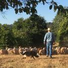 A cattle dog scurries around sheep grazing near trees, while a man wearing jeans and a cowboy hat walks toward the sheep.