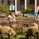 Sheep graze in the foreground beneath large trees, as students gather to watch along a low fence. 3-story building in the background.