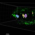 A few colored blobs on a black background. A label at the bottom shows a ruler of 10 microns per inch.