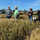 People standing amid plots of tall, golden grain. Blue sky above.