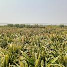 A field of flowering sorghum at midday. The sky is seen in the distance with no clouds.