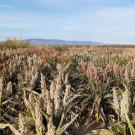 sorghum