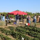 Outdoors. People chatting with each other in the background. Low green plants in rows in the foreground. Bright sunny day.