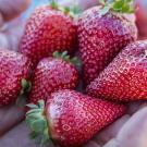 Close-up of a person's hand holding beautiful, red, perfect strawberries.