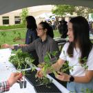 Get starts of slicer and cherry tomato varieties developed at the UC Davis Department of Plant Sciences, starting at 9 a.m. Saturday, April 23, during the Picnic Day celebrations in the courtyard in front of the Plant and Environmental Sciences building.