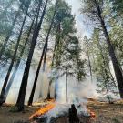 Looking up into tall pine trees. On the ground, a small fire burns. Smoke flows up and is lit up by rays of light coming through the trees.