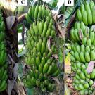 Side-by-side are 4 large branches of green bananas, each one looks a little different.