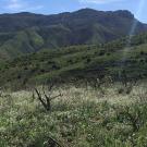 Landscape of low, dry mountains and in the foreground, bushes with white flowers