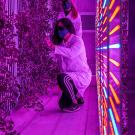 A female graduate student inspects watercress in a vertical farming container