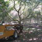 Sunlight filters through trees. Round green objects on the ground. To the left, a tractor-like machine.
