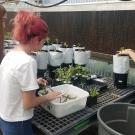 Three girls working on plants in a greenhouse