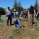 We see strips of dry, brown in the middle of green, white-flowered plants. People are bent over, touching the dry area.