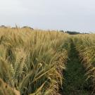 Field of wheat