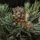 Close-up view of a short-needled pine tree and a pine cone.