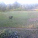 In a slightly foggy field, a brown bull faces off with a dark wolf.
