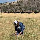 Woman squatting down in a pasture of medium-high grass, looking intently at something on the ground.