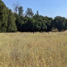 Golden dry meadow with scattered oak trees under clear blue sky. In the foreground and throughout the field are yellow flowers with sharp, spiky thorns. UC Davis Department of Plant Sciences