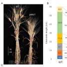 image of two bunches of wheat, one bunch longer than the other.