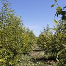 A walkable row between poplars, with cover crops visible near the ground.