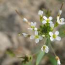 arabidopsis