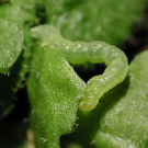 A small worm-like insect is curved into an S-shape as it eats leaves