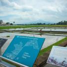The International Rice Research Institute experiment site in the Philippines.