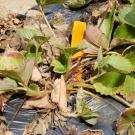 Close-up of strawberry plants with brown around the edges of the leaves.