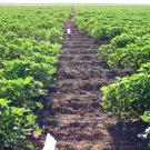 On the left and right: shrubs reaching just above the ankle are packed in tight horizontal rows. A dirt walkway bisects the rows vertically.