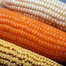 Three different colored variants of corn arranged in a row