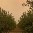 Roundish trees are silhouetted against a creepy orange-gray sky.