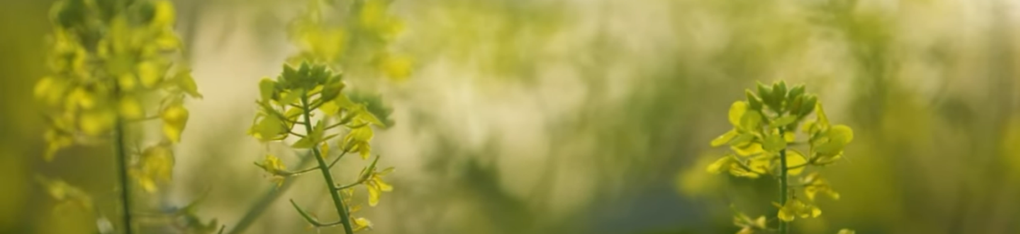 why do plants matter